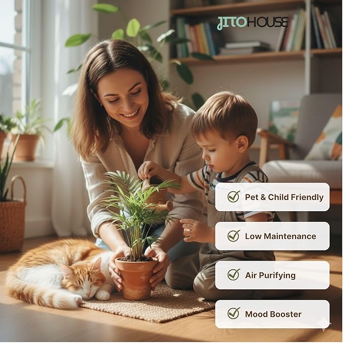Parlor Palm Live Indoor Plant – 4” Pot | Pet Friendly, Air Purifying Houseplant | Easy Care for Home, Office, Low Light Spaces - JitoHouse