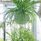 3 Reverse Variegated Spider Plant Cuttings – Fast-Growing Indoor Houseplants – Easy to Grow Hanging Basket Greenery for Home or Office Décor