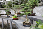 Bonsai Tree Bundle | Collection of 5 Live Tree Seedlings | The Jonsteen Company