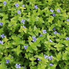 Chalily Lemon Bacopa, a Great Live Pond Plant for Your Water Garden. Filters koi and Goldfish Ponds. Good for Bogs, Plant Shelf or Shallow Water This marginal Aquatic is a Real Beauty