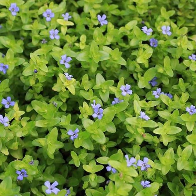 Chalily Lemon Bacopa, a Great Live Pond Plant for Your Water Garden. Filters koi and Goldfish Ponds. Good for Bogs, Plant Shelf or Shallow Water This marginal Aquatic is a Real Beauty