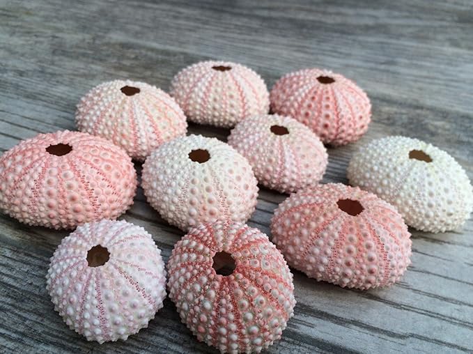 Nautical Crush Trading Sea Urchins Shells for Air Plants - 10 Pink (1-2") Sea Urchin Shells - Hanging Air Plant Holder - Air Plants Live Holders - No Plants Included