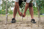 FELCO Budding And Grafting Knife