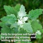 KVITER 10000 Lambs Quarter Seeds (Chenopodium Album) - White Goosefoot Seeds, – Heirloom & Edible Weeds – Ideal Non-GMO Herb Seeds for Organic Spinach Substitute in Home Gardens