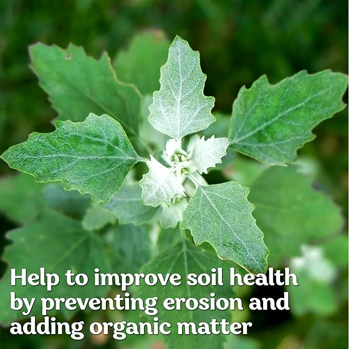 KVITER 10000 Lambs Quarter Seeds (Chenopodium Album) - White Goosefoot Seeds, – Heirloom & Edible Weeds – Ideal Non-GMO Herb Seeds for Organic Spinach Substitute in Home Gardens