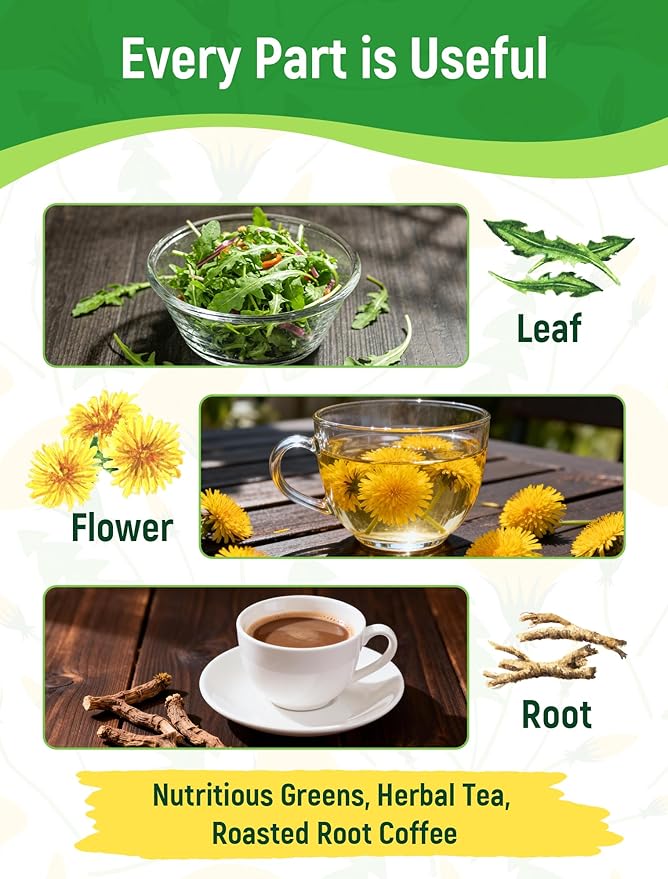 Dandelion Seeds for Planting - 4,000+ Heirloom Dandelion Herb Seeds (Taraxacum officinale), Edible Leaves Flowers Roots, Medicinal Garden, Pollinator-Friendly