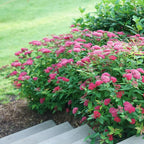 Proven Winners 2 Gal. Double Play Doozie Spirea Shrub