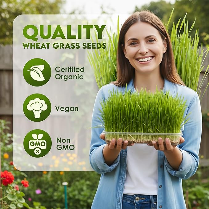 Nature Jims Sprouts Wheat Grass Seeds – Non-GMO Organic Seeds for Planting, Cat Grass for Growing & Sprouting – Resealable Bag for Fresh Wheatgrass Sprouts – Vitamins, Minerals, & Fiber-Rich –16oz