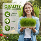 Nature Jims Sprouts Wheat Grass Seeds – Non-GMO Organic Seeds for Planting, Cat Grass for Growing & Sprouting – Resealable Bag for Fresh Wheatgrass Sprouts – Vitamins, Minerals, & Fiber-Rich –16oz