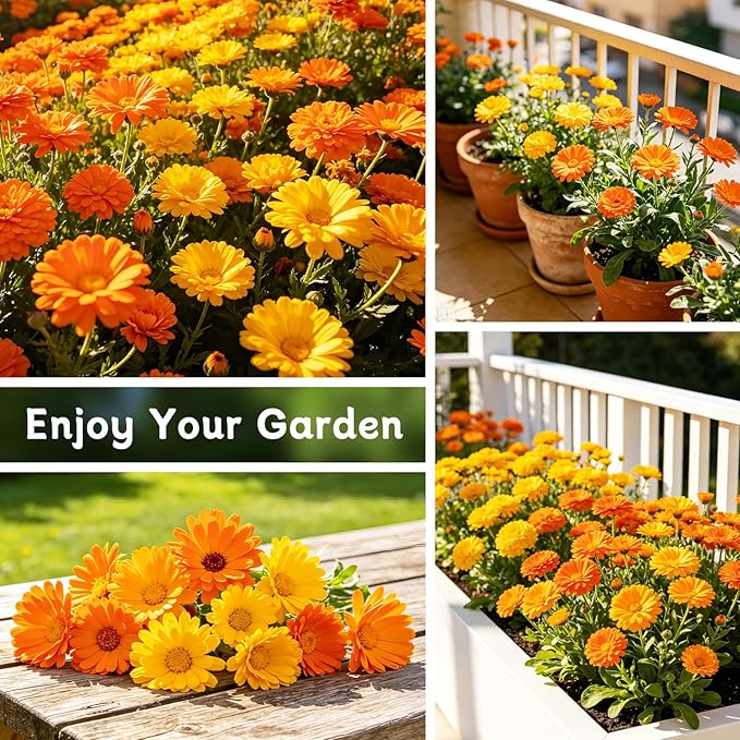 LUOJIBIE Calendula Seeds, Calendula Seeds for Planting Outdoor & Indoor, 8,000+ Pacific Beauty Mix Annual Flower Seeds Bulk, Non-GMO Flower Seeds, Large Blooms, Easy to Grow