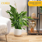 Costa Farms Spathiphyllum Peace Lily Live Indoor Plant, 3-Foot