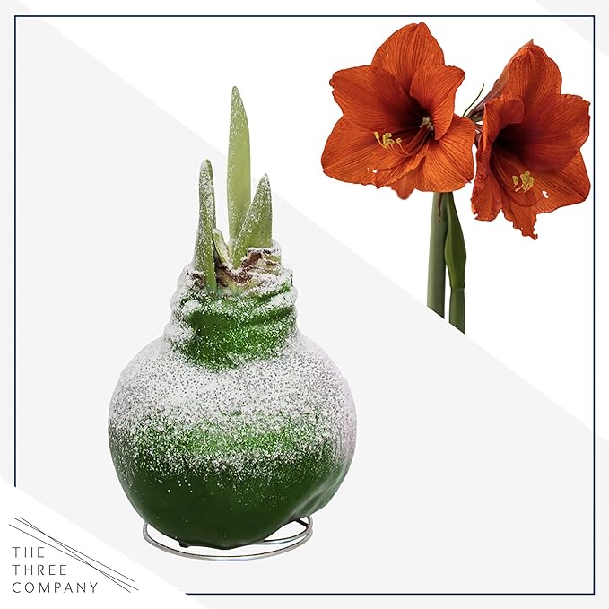 Waxed Amaryllis Bulb - Valentine's Red - Easy Care, No Watering Needed - Beautiful Live Décor & Snow Flecked Waxed Amaryllis Bulb - Green, Easy Care - No Watering Needed! Beautiful Live Decor