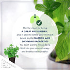 Live Aromatic and Edible Herb - Mint (4 Per Pack), Naturally Improves Breathing and Air Quality, 8" Tall by 4" Wide
