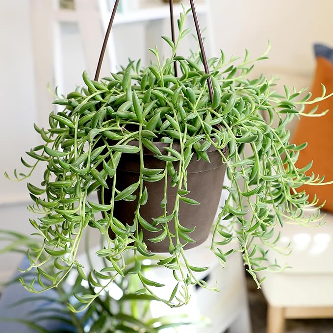 String of Bananas Succulent Plant Decor Hanging Basket, Real Succulents & Houseplants for Home or Office, Senecio Radicans, Unique House Plants