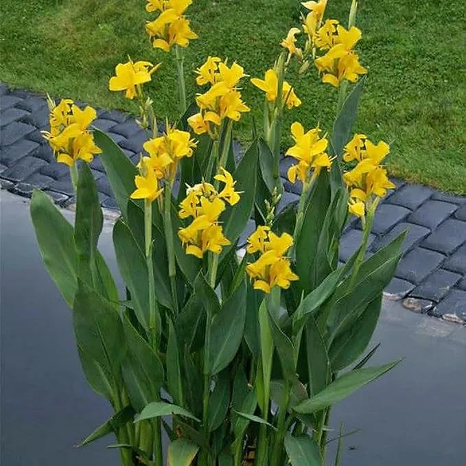 Chalily Yellow Canna 'Ra', a Great Live Pond Plant for Your Water Garden. Filters The koi and Goldfish Pond. Good for Bogs, Plant Shelf or Shallow Water This marginal Aquatic is a Real Beauty