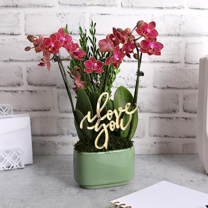 Green Circle Growers 4" Mini Red Orchid – Love You Edition in Sage Ceramic Planter, Live Indoor Orchid Gift