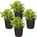 Live Aromatic and Edible Herb - Lemon Balm (4 Per Pack), Naturally Reduces Stress and Improves Air Quality, 8" Tall by 4" Wide