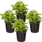 Live Aromatic and Edible Herb - Lemon Balm (4 Per Pack), Naturally Reduces Stress and Improves Air Quality, 8" Tall by 4" Wide
