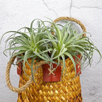 Fake Artificial Tillandsia Air Plants, 4pcs Flocked Green Faux Bromeliads for Home Decor Realistic Stems (Medium)