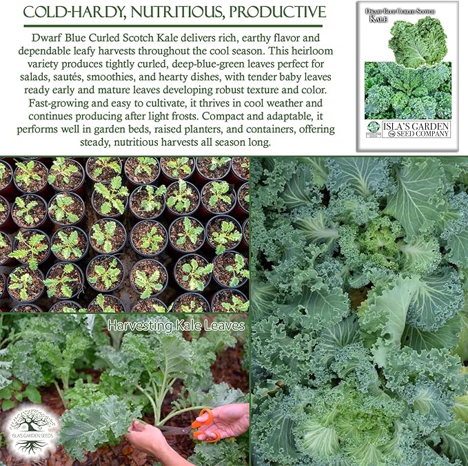 Dwarf Blue Curled Scotch Vates Kale Seeds (Brassica oleracea) – 750+ Non-GMO & Heirloom Seeds by Isla’s Garden Seeds, Classic Cool-Season Leafy Green for Gardens, Containers & Microgreens, Gift Idea