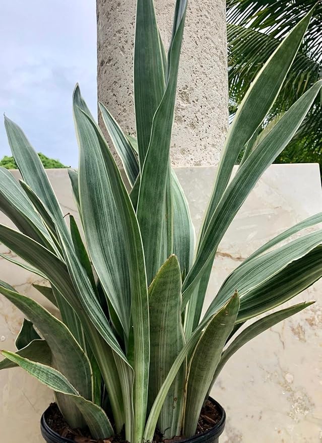 RedCrocus Sayuri's Snake Plant Sansevieria- Indoor Air Purifying Plant for Low Light Spaces 6" Pot
