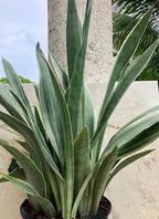 RedCrocus Sayuri's Snake Plant Sansevieria- Indoor Air Purifying Plant for Low Light Spaces 6" Pot