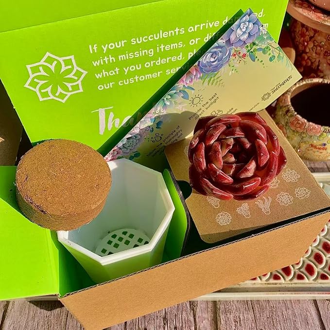 Echeveria Laui Succulent Kit - with Plastic Pot, 1 Head 2" Live Plant, Compressed Soil & Guide, for Garden Indoor Office Desk (1, Echeveria Laui)