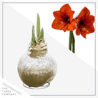 Snow Flecked Waxed Amaryllis Bulb – Gold Wax with Red Blooms – Live Holiday Gift Plant, Easy Care, No Watering Needed