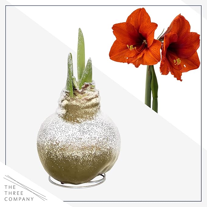 Snow Flecked Waxed Amaryllis Bulb – Gold Wax with Red Blooms – Live Holiday Gift Plant, Easy Care, No Watering Needed