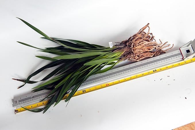 Cymbidium sp. 大花蕙兰 "黄金岁月(Golden Years)",Bloom Size,4+ pseudobulbs,2 yr Old