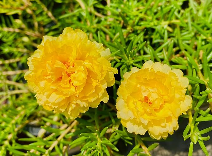 100 Mixed Colors Portulaca Moss Rose Grandiflora Flower Seeds