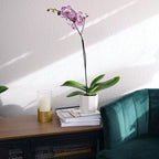 Purple Phalaenopsis Live Orchid Plant Lover Gift & White Orchid Pot, 20-24" Tall, Live Plant Gift, Fresh Orchids Plants Live House Plants, Live Plants Indoor Plants Live Houseplants by Plants for Pets