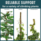 2 Pack 42'' Bendable Moss Pole Monstera Plant Support - Real Forest Moss for Climbing Indoor Plants - Stakes for Potted Climbers - Tall Sticks Indoor Trellis for Houseplants - Pot Accessories