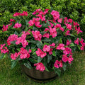 Nigirior Artificial Fake Flowers for Outdoor Décor 6 Bundles UV Resistant Fake Plants for Planter Faux Impatiens for Home Porch/Garden Stunning（Rose Red）