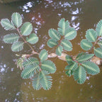 Chalily Sensitive Plant, a Great Live Pond Plant for Your Water Garden. Filters koi and Goldfish Ponds. Good for Bogs, Plant Shelf or Shallow Water This marginal Aquatic is a Real Beauty