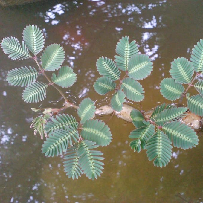 Chalily Sensitive Plant, a Great Live Pond Plant for Your Water Garden. Filters koi and Goldfish Ponds. Good for Bogs, Plant Shelf or Shallow Water This marginal Aquatic is a Real Beauty