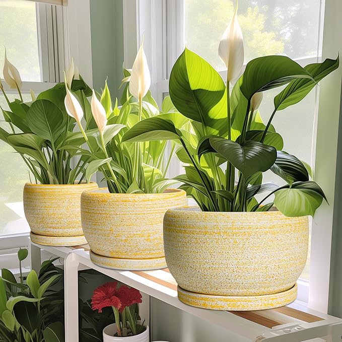 SQOWL Ceramic Planter - 6 Inch Plant Pot Indoor with Drainage Hole and Saucer, Decorative Ceramic Flower Pot Outdoor, Round Succulent Planters, Home Office Bedroom Decor, Birthday Gifts, Yellow