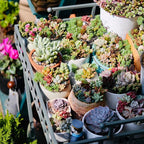 Sprout N Green Live Succulent Plants, 8 Pack Assorted Real Succulents Potted in 2" Starter Pot with Soil Mix, Rare Small Indoor House Plants for Home Garden Wedding Decor Party Favor