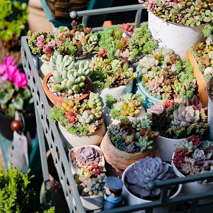 Sprout N Green Live Succulent Plants, 8 Pack Assorted Real Succulents Potted in 2" Starter Pot with Soil Mix, Rare Small Indoor House Plants for Home Garden Wedding Decor Party Favor