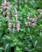 Perennial Farm Marketplace Lamium maculatum ‘Shell Pink’ (Dead Nettle) Live Perennial, Size-#1 Container, Soft Pink Spring Flowers with Variegated Foliage