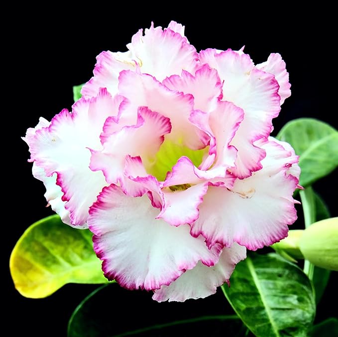 CarpetC 10+ Desert Rose Seeds for Planting, Adenium obesum Caudex Succulent with Showy Blooms, Non-GMO Heirloom for Bonsai and Containers
