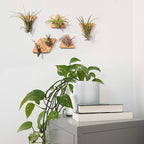 MITIME Air Plants Holders-Real Wood Live Air Plant Holders.Rustic Air Plant Stand,Wall-mounted to save space.(Plants not included)( Triangle Set of 6