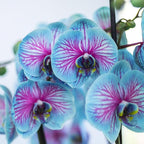 100 Orchid Flower, Rare Phalaenopsis Orchid Seeds, Blue & Pink Perennial Flower Seeds for Planting, Exotic Indoor & Outdoor Orchid Plants