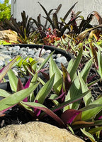 Outdoor Live Plant- Oyster Plant Purple & Green - Grows to Medium Height Outdoor Plant- Young Small Plant