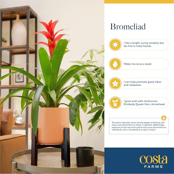 Costa Farms Live Bromeliad Indoor Plant, Red Guzmania Blooming Houseplant in Grow Pot, Tropical Tabletop Decor, Fresh From Farm, 12-Inches Tall