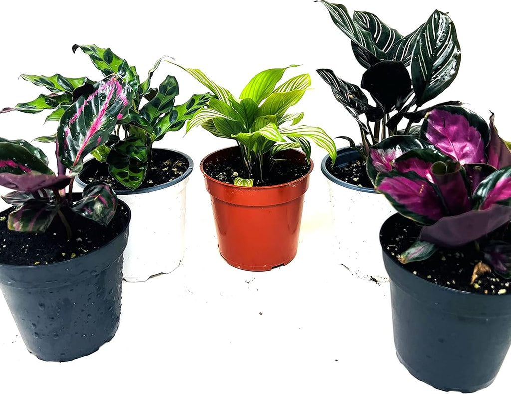 JM BAMBOO Calathea Party of 2 Live Plants 'Unique by JMBamboo'