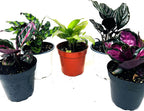 JM BAMBOO Calathea Party of 2 Live Plants 'Unique by JMBamboo'