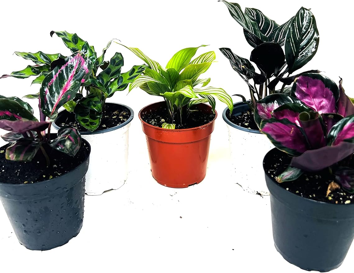 JM BAMBOO Calathea Party of 2 Live Plants 'Unique by JMBamboo'