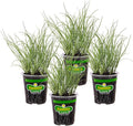Bonnie Plants Onion Chives - 4 Pack Live Plants, Perennial in Zones 3 - 10, Non-Gmo, Great for Salads, Soups, Potatoes & More