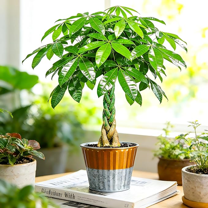 Live Plants Money Tree in 4" Gold-Gray Pot, Easy to Grow Houseplant, Indoor Bonsai, Home Office Decor, Birthday Housewarming Gift